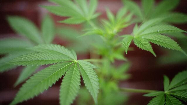 <p>Detective Garda Shannon Ryan said Daniel Kelleher seemed to have a naïve sense of pride in his success at growing cannabis plants to maturity — some of them reaching eight-foot high — in remote woodlands. File picture: Getty</p>