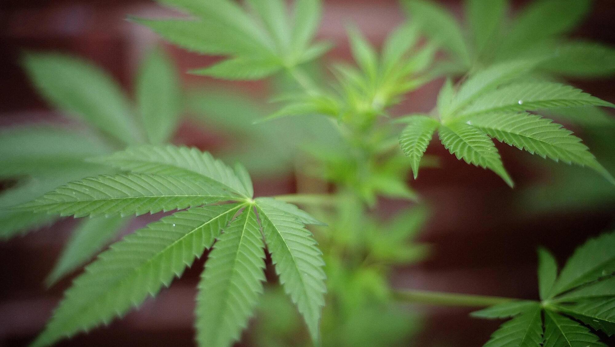 'I'm no Pablo Escobar,' says Cork farmer described as 'no Robin Hood either' for growing cannabis