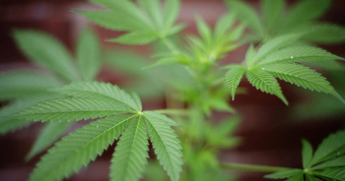 'I'm no Pablo Escobar,' says Cork farmer described as 'no Robin Hood either' for growing cannabis