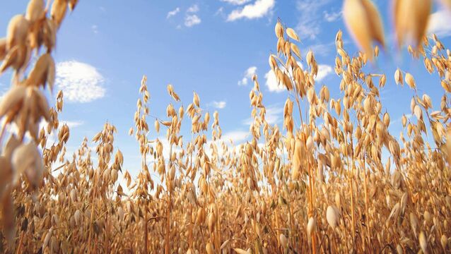 <p>Native barley and oats continue to offer good value and will improve fat cover, advises Brian.</p>