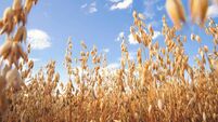 Oat florets on sunlit field full frame background