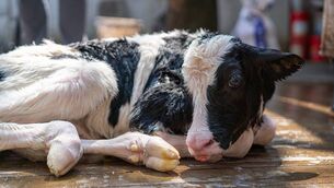 <p>Young calves showing signs of pneumonia have been an issue in recent days. File picture</p>