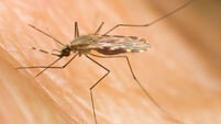 female malaria mosquito (Anopheles funestus) biting a human arm. Image shot 2009. Exact date unknown.