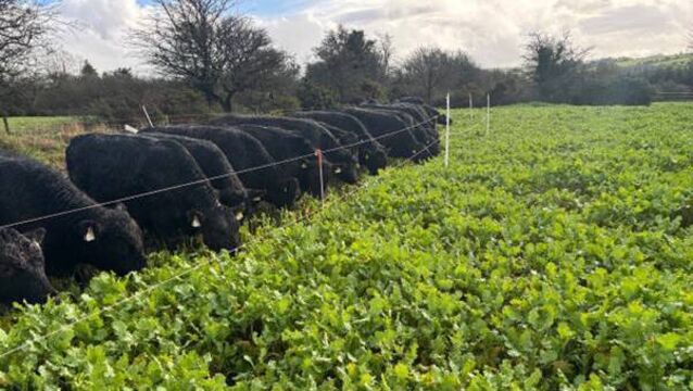 <p>Weanlings grazing on Redstart on Kay O'Sullivan's farm in Mourneabbey, Cork.</p>