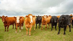 <p>The ICMSA has said the ESRI research findings have been 'obvious for decades'. File picture</p>