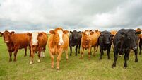 Close up of a a fine mixed herd of cows and bullocks in a summer pasture, alert and looking to the right. North Yorkshire, UK.