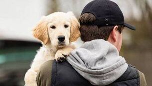 <p>Organised dog theft in Ireland is on the rise</p>