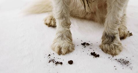 CLOSE-UP DIRTY AND MUDDY DOG CARPET AT HOME.