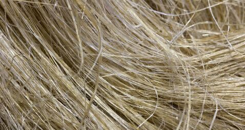Hemp fibers