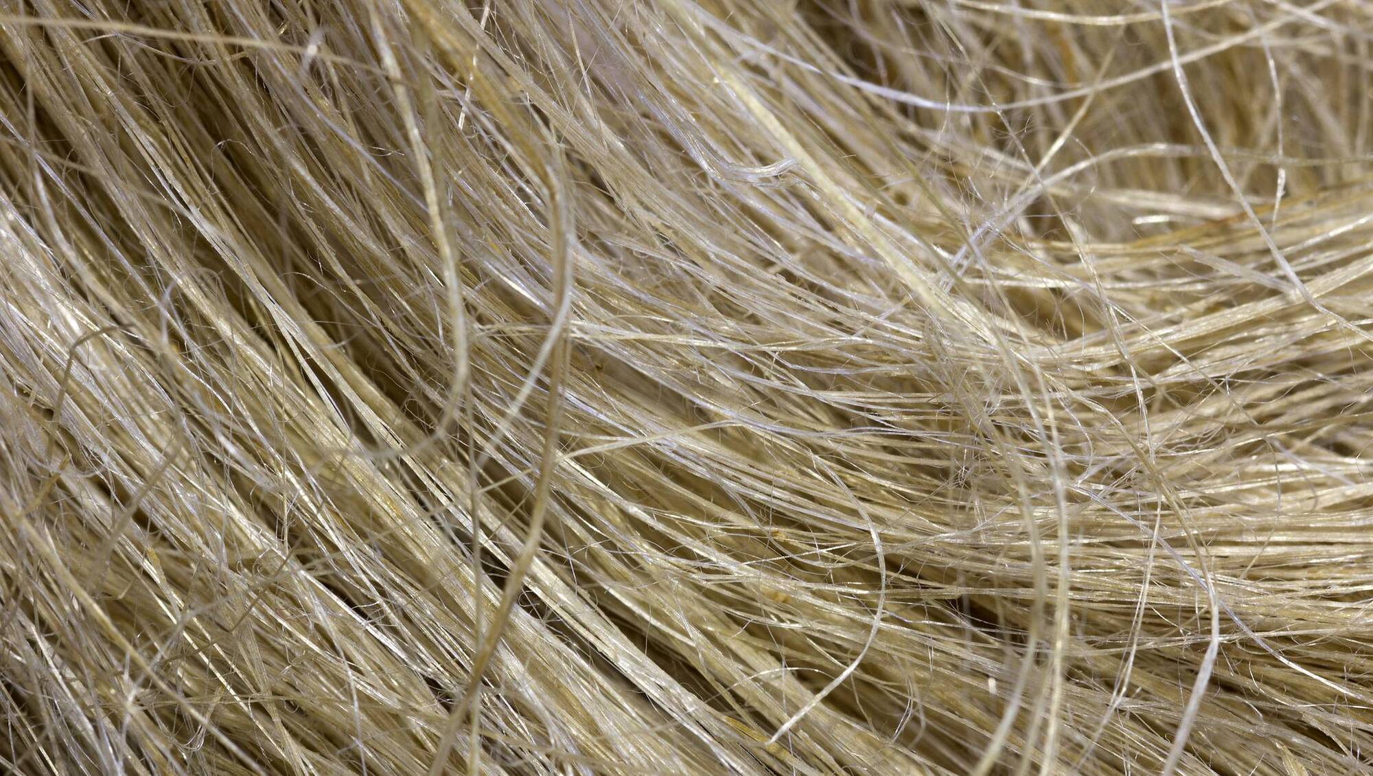 Malcolm Noonan: Department ignoring hemp’s 'huge potential'