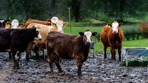 <p>Ground is actually in good condition on many farms if it has not been travelled, but there is a lot of standing water about, writes independent ruminant nutritionist Brian Reidy.</p>