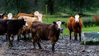 Scottish beef cattle standing in a muddy part of a field on an overcast spring morning.