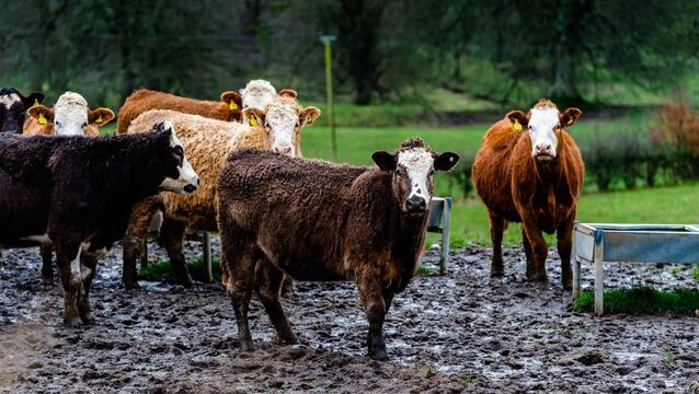 <p>Ground is actually in good condition on many farms if it has not been travelled, but there is a lot of standing water about, writes independent ruminant nutritionist Brian Reidy.</p>