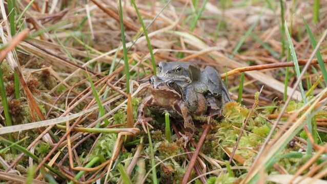 <p>Some common frogs spotted recently in Wicklow. Males crowd in around spawning females, each eager to be the one to fertilise the eggs that she pushes out.	<span class="contextmenu emphasis CaptionCredit">Picture: Helen Lawless</span>
            </p>