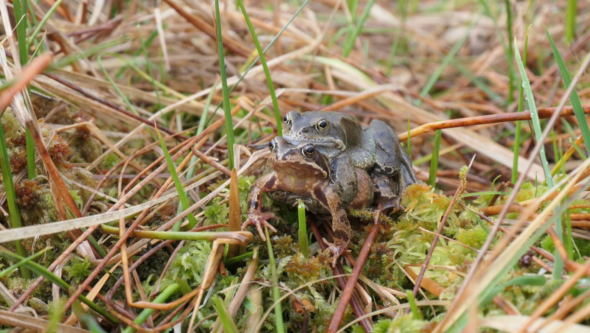 Finding frogspawn still stirs some excitement