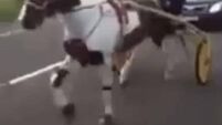 'Horrific' death of pregnant horse prompts call for crackdown on sulky racing