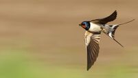 barn swallow flies fast