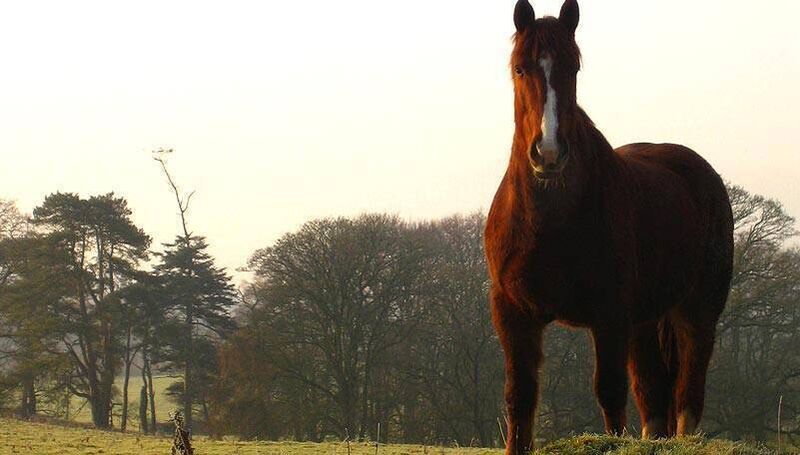 The Equestrian Centre at Mount Juliet. 