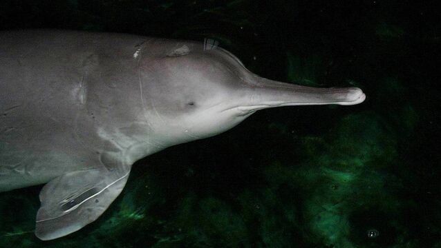<p>Since the 1950s, Yangtze fishery yields collapsed to a quarter of their historical peak, more than 130 fish species vanished from  surveys, and emblematic species such as the Yangtze River dolphin were driven to extinction. Picture:  AFP/AFP/Getty Images</p>