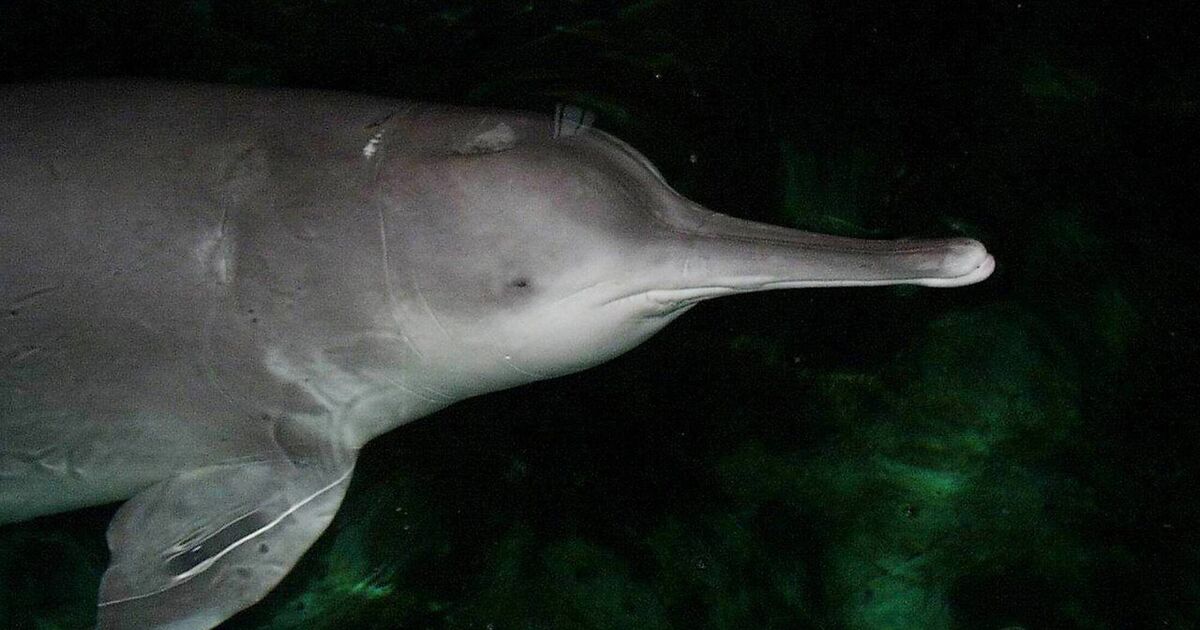 River fishing ban seen to reverse biodiversity decline