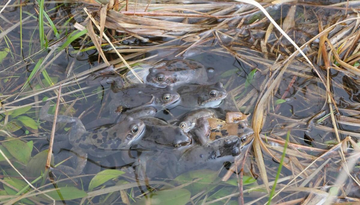 An amazing frog photo taken  in Wicklow by Helen Lawless  which shows whats called a 'mating ball'.