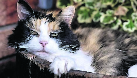 Meowing a tool cats use to control their keepers