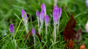 <p>Spring crocus add a splash of colour to the wet grass in Fitzgerald’s Park in Cork City. Picture: Chani Anderson</p>