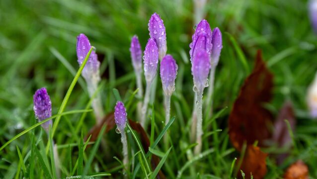 <p>Spring crocus add a splash of colour to the wet grass in Fitzgerald’s Park in Cork City. Picture: Chani Anderson</p>