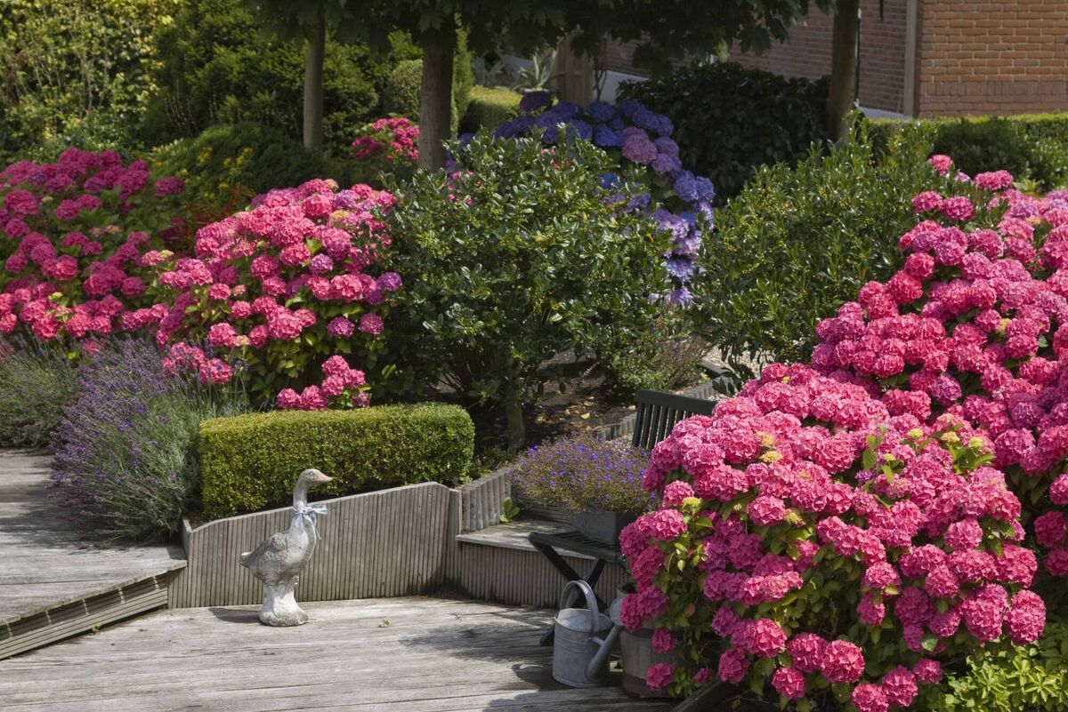 Hydrangeas can be pruned now, but be careful not to cut them too hard or you could miss this year's flowers. File pictures