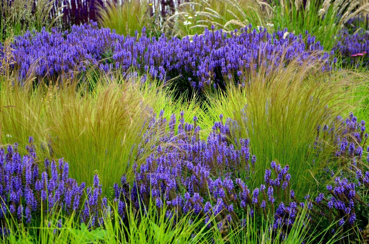 Stipa Tenuissima is a grass native to New Mexico. Ponytails is a compact, lower variety of this ornamental grass, which in early summer forms thin stems. File picture