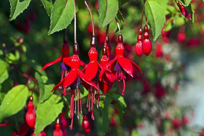 Fuchsia flowers in bloom. File picture