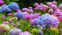 Purple and Pink Hydrangea Flowers