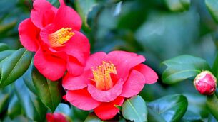 <p>Camellia japonica, commonly called Japanese camellia, is an evergreen shrub that typically grows to between two and four metres with glossy, dark green leaves. File picture</p> <p>Camellia japonica, commonly called Japanese camellia, is an evergreen shrub that typically grows to between two and four metres with glossy, dark green leaves. File picture</p>
