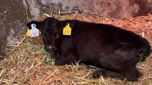 <p>Little Pat, the premature Angus calf born on the Hynes farm</p>