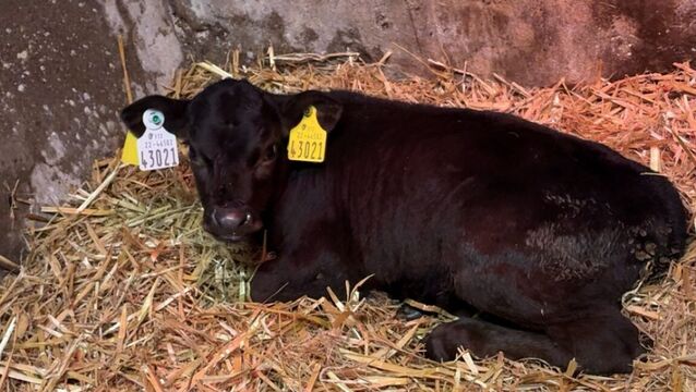 <p>Little Pat, the premature Angus calf born on the Hynes farm</p>