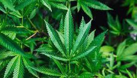 Cork man who self-medicated with cannabis to ease pain of jaw injury grew €60,000 worth of the drug