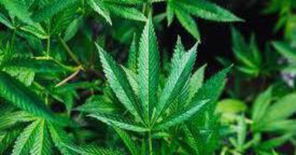 Cork man who self-medicated with cannabis to ease pain of jaw injury grew €60,000 worth of the drug