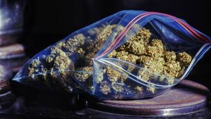 <p>Gardaí told Cork Circuit Criminal Court the young man went to where cannabis was concealed behind a tree and removed part of the stash. File picture</p>