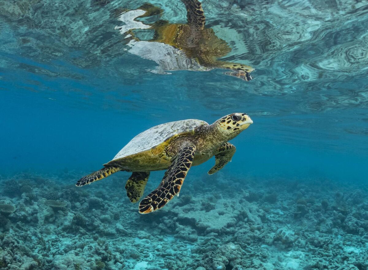 Hawksbill sea turtle swimming over a reef in the South Ari Atoll, Maldives. The hawksbill sea turtle is listed as Critically Endangered by the IUCN.