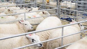 <p>Hogget prices at the factories remain unchanged, and suppliers are disappointed with the sluggish trade, which is hitting confidence in the depleted sector as margins come under severe pressure.</p>