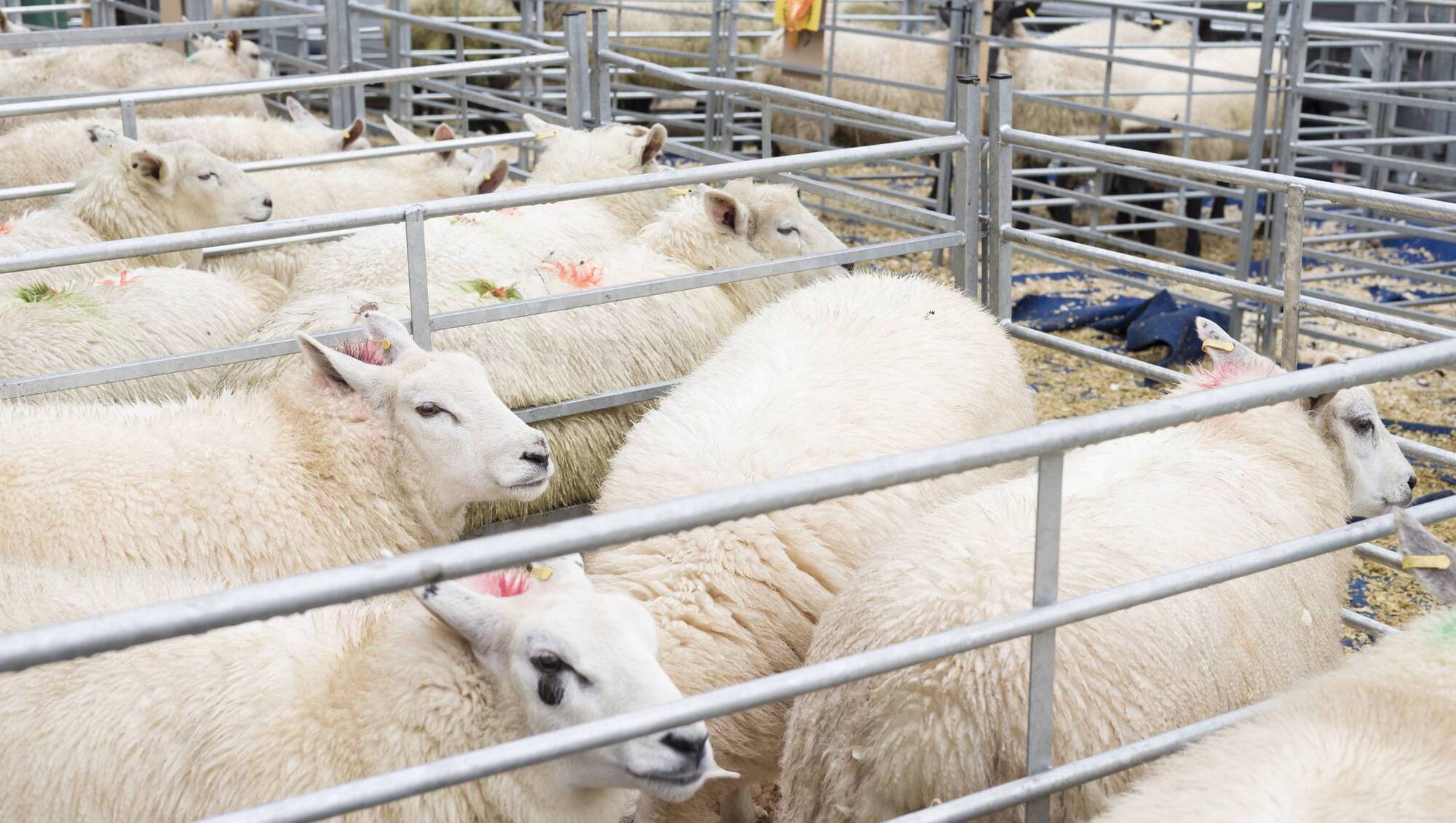 Steady trade and tight supplies keep hogget prices stable