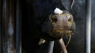 <p>Review follows reporting by the Danish authorities of issues in dairy cows in late 2025</p> <p>Review follows reporting by the Danish authorities of issues in dairy cows in late 2025</p>