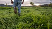Close-up on a farmer working at a farm and walking around the fields checking the grass