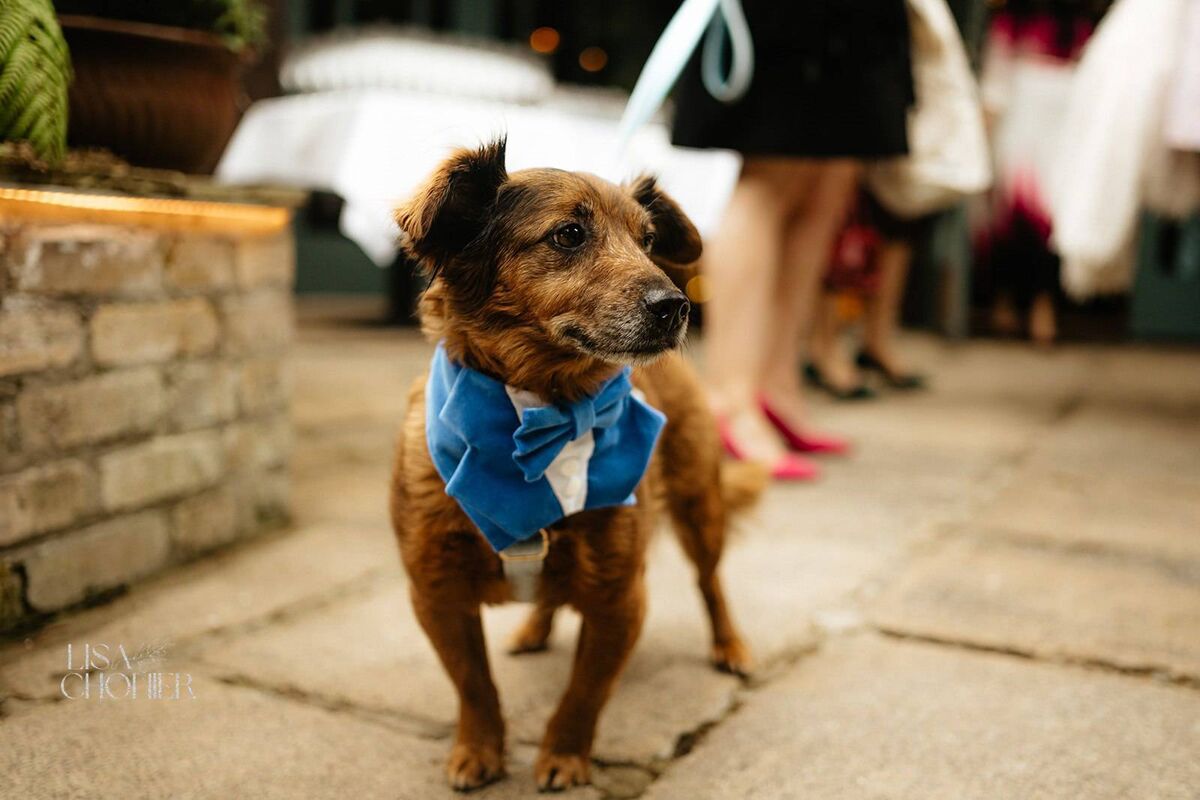 Shell Holden's dog Chippie. 