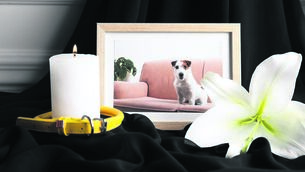 <p>"He was so unusual looking. We donât know what breed he was â there was collie in him, but he had a terrier face" Picture: iStock</p> <p>"He was so unusual looking. We donât know what breed he was â there was collie in him, but he had a terrier face" Picture: iStock</p>