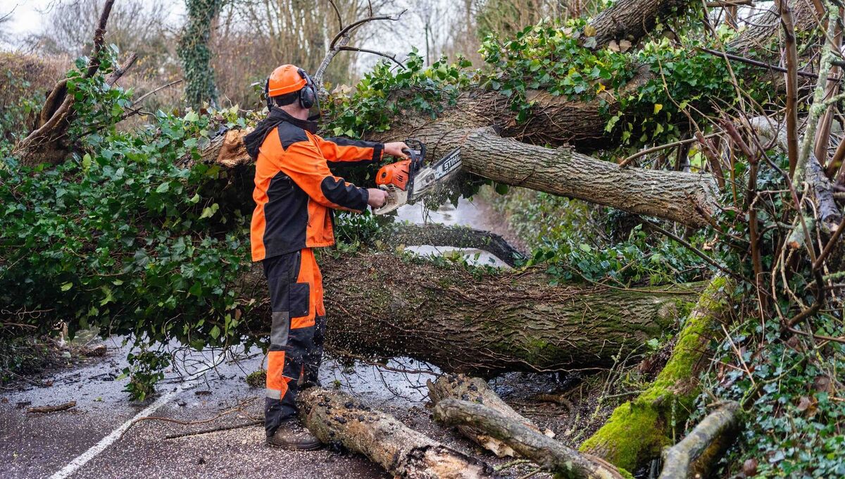 A huge fallen tree as Storm Bram passed through Shannonvale, West Cork, in December last year which took down an ESB power line.  Picture: Andy Gibson A huge fallen tree as Storm Bram passed through Shannonvale, West Cork, in December last year which took down an ESB power line.  Picture: Andy Gibson