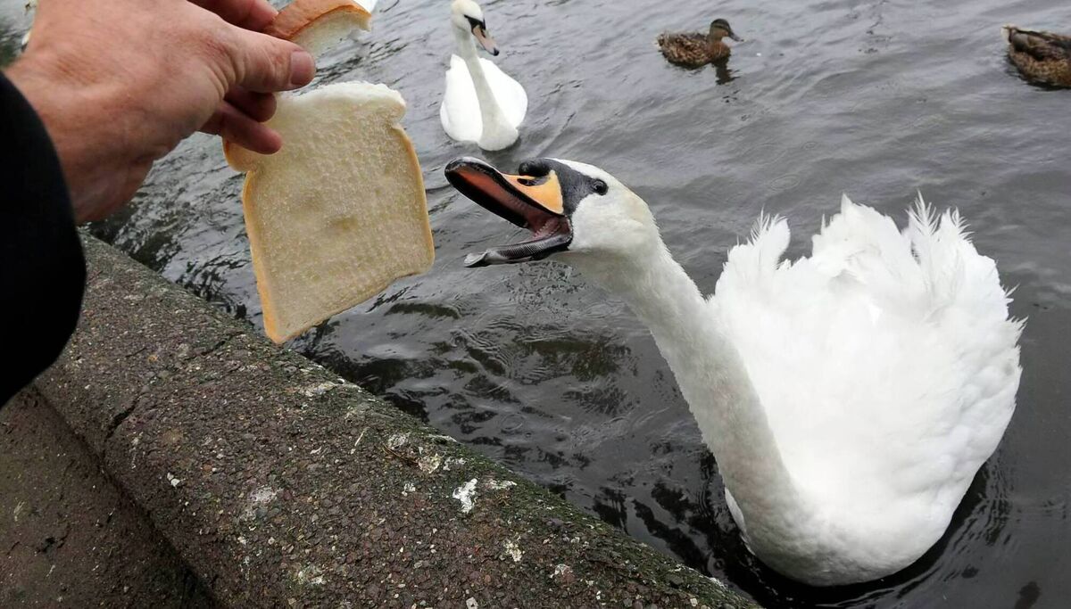 Bread isn’t toxic and won’t poison swans, but it has almost no nutritional value. Picture: Dan Linehan