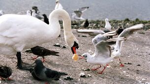 <p>A Seagull liberates a lump of bread from a Swan at the Claddagh in Galway. Picture: Philip Cloherty</p>
