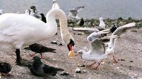 Feeding bread to swans as a worthy eco-crime 