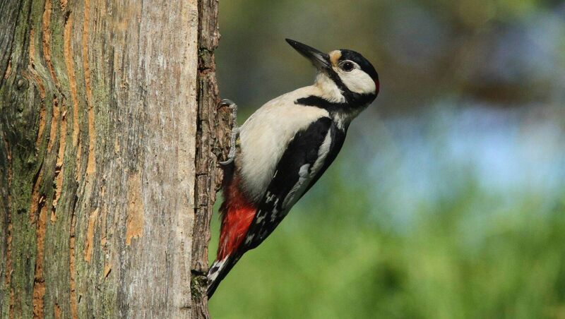 Woodpeckers are woodland specialists, dependent on mature trees and, crucially, dead and decaying wood. Remove that structure, and the birds disappear with it. Picture: Dick Coombes